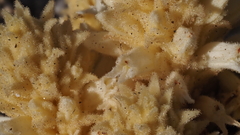 Aphyllon cooperi