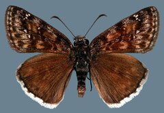 Erynnis pacuvius pacuvius