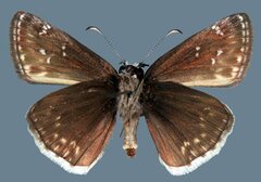 Erynnis pacuvius pacuvius