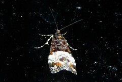 Scoparia minusculalis