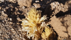 Aphyllon cooperi