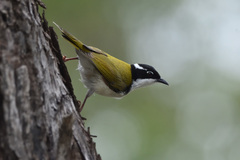 Melithreptus albogularis