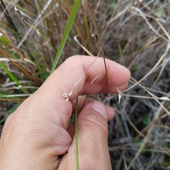 Rhynchospora colorata