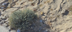 Aphyllon cooperi