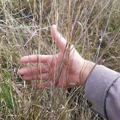 Andropogon virginicus