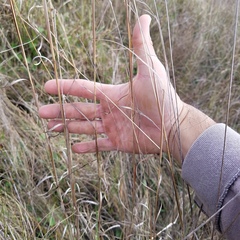 Andropogon virginicus