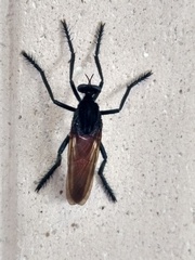 Archilestris magnificus