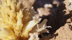Aphyllon cooperi