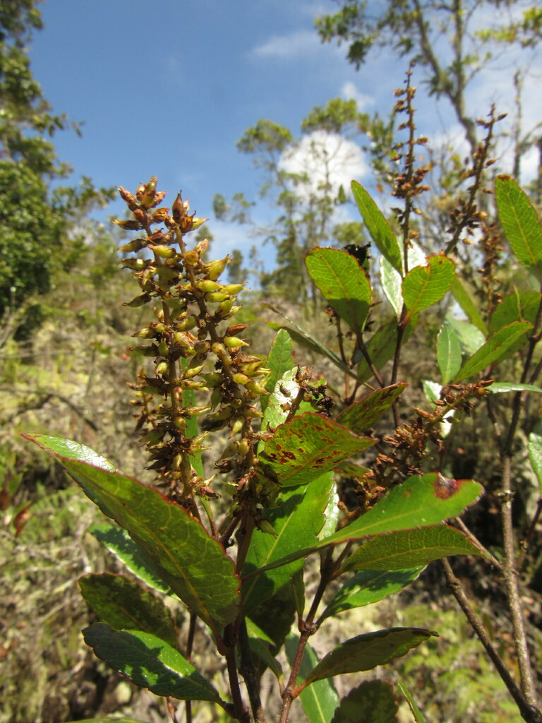 Weinmannia elliptica