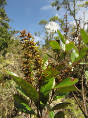 Weinmannia elliptica