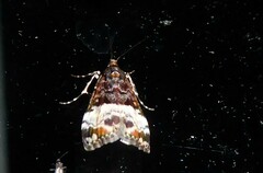 Scoparia minusculalis