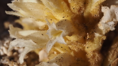 Aphyllon cooperi