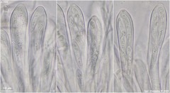 Tryblidiopsis magnesii