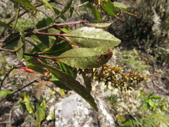 Weinmannia elliptica