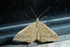 Scopula rubraria