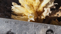 Aphyllon cooperi