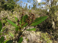 Weinmannia elliptica