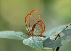 Pteronymia rufocincta