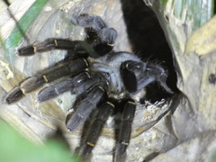 Ornithoctoninae