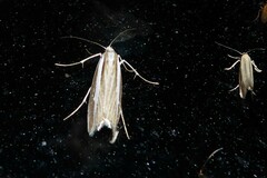 Orocrambus vittellus