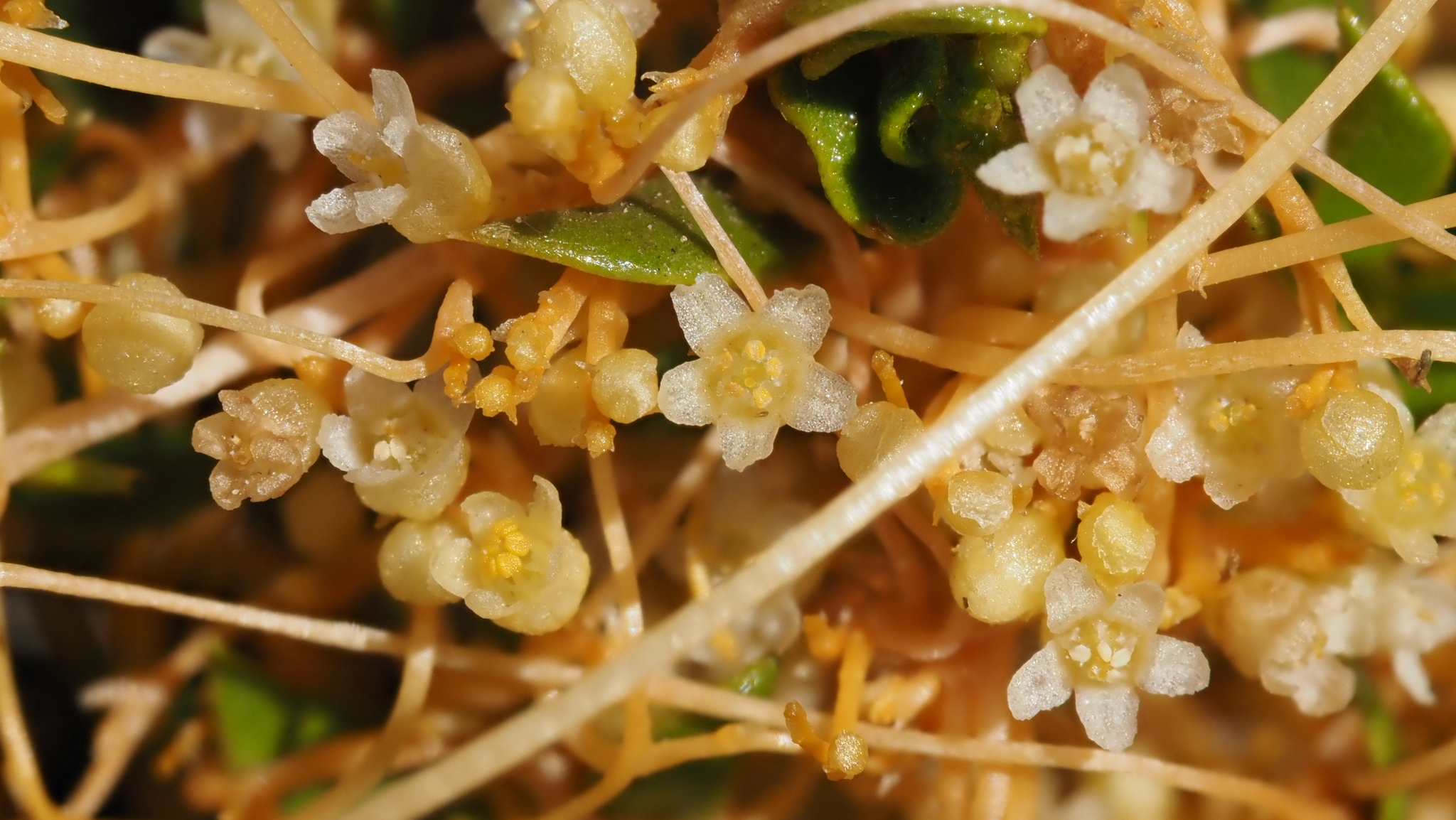 Cuscuta denticulata