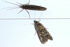 Achyra affinitalis