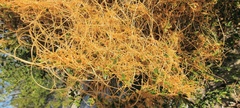 Cuscuta denticulata