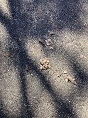 Didelphis virginiana