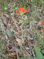 Castilleja coccinea