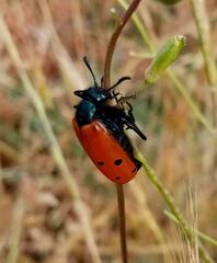 Mylabris quadripunctata