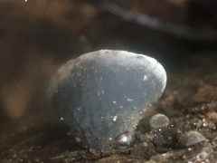 Hohenbuehelia grisea