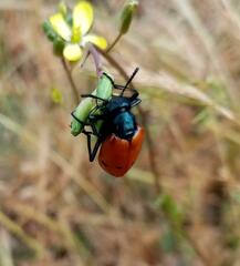 Mylabris quadripunctata