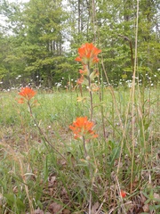 Castilleja coccinea