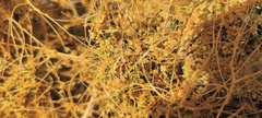 Cuscuta denticulata