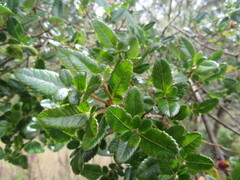 Weinmannia auriculata