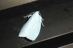 Nymphostola galactina
