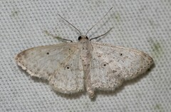 Scopula benitaria