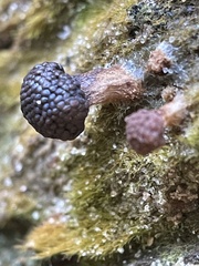 Tubifera microsperma