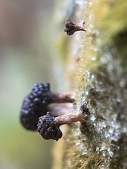 Tubifera microsperma