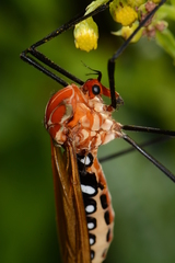 Clytocosmus edwardsi