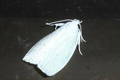 Nymphostola galactina