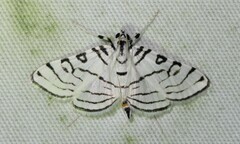 Conchylodes concinnalis