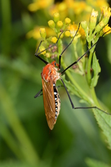 Clytocosmus edwardsi