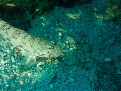 Istigobius decoratus