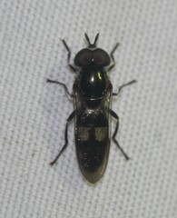 Xanthandrus mexicanus
