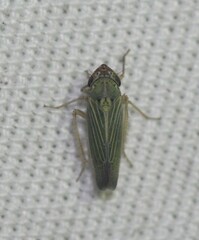 Xyphon reticulatum