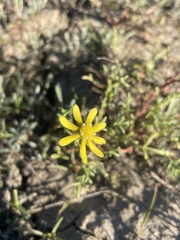 Blennosperma nanum