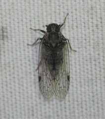 Melanoliarus acicus