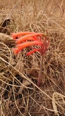 Cyrtanthus tuckii transvaalensis