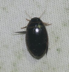 Thermonectus basillaris basillaris